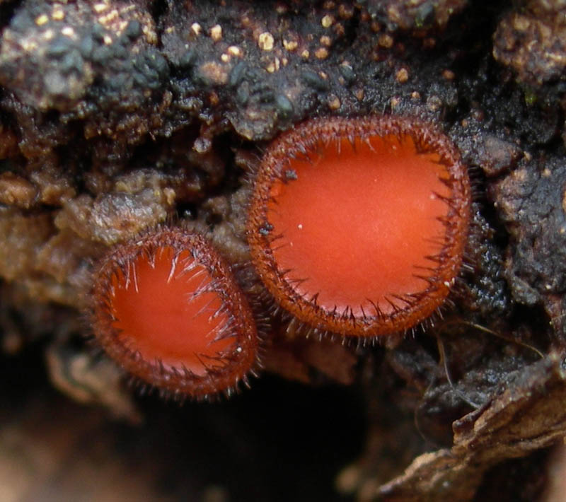 Scutellina sp. Scutellina sp.